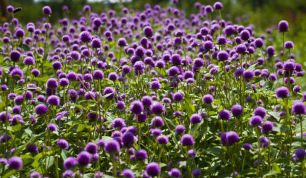 gomphrena