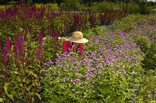 harvesting flowers