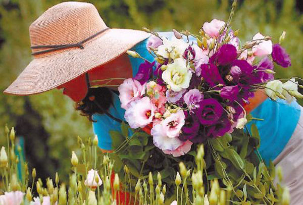 Kate Harvesting Lisianthus