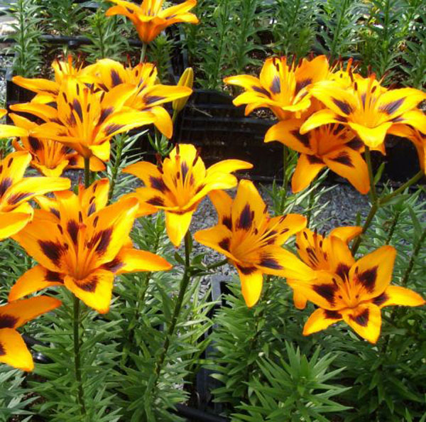 asiatic lilies