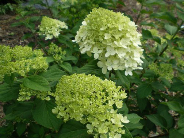 Limelight hydrangea