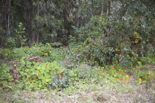 nasturtium