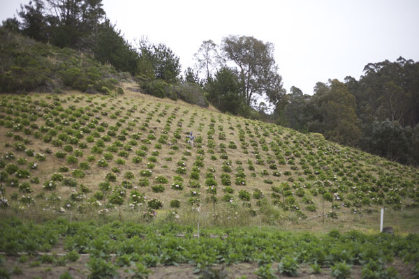 Hydrangea growing farm
