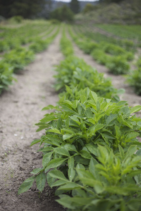 Rows of pretty dahlias about to show themselves. From what I hear Louie has the best Cafe Au Lait Dahlias!