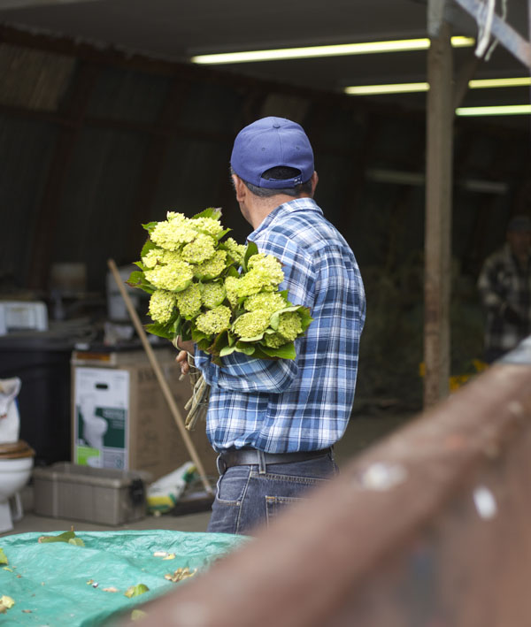 green hydrangea farmer