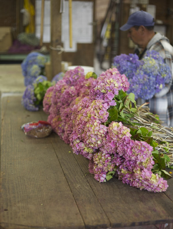 pink and blue hydrangea