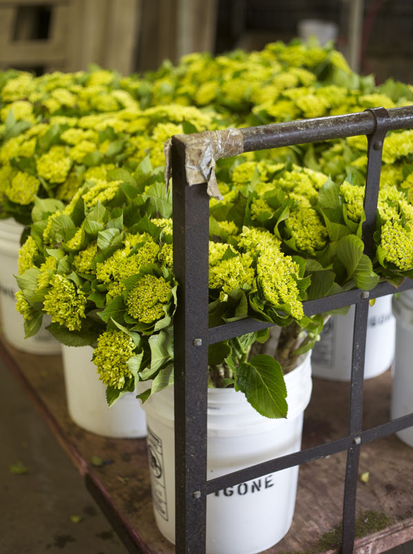 green hydrangea