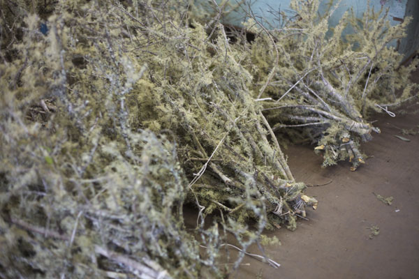 moss covered branches
