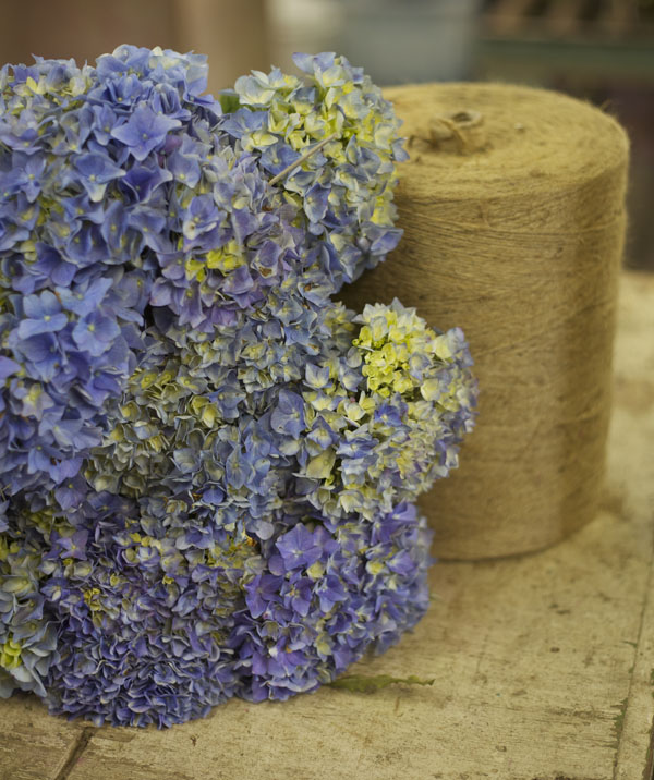 blue hydrangea