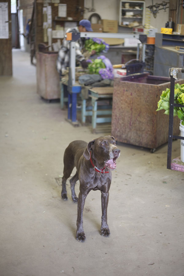 hunting dog
