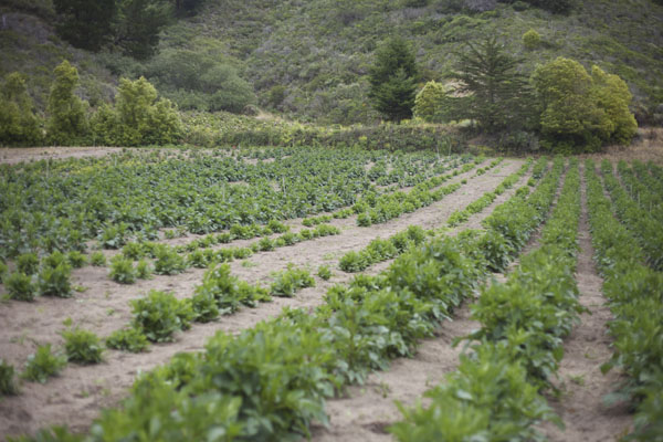 rows of dahlias