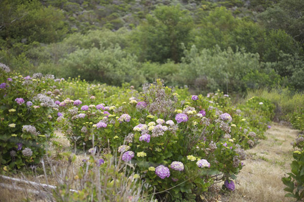 growing hydrangeas