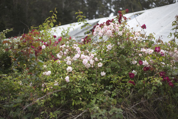 wild pink and red roses