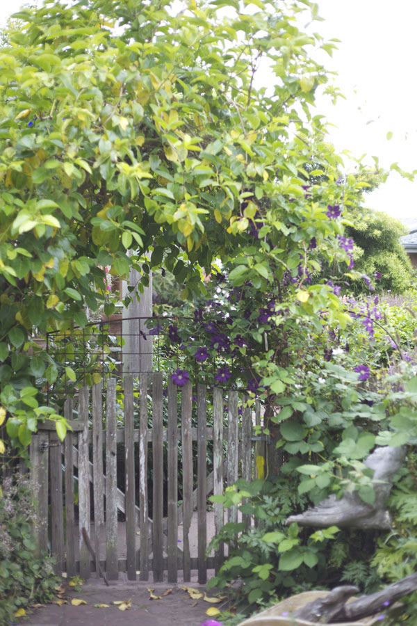 clematis on a garden gate