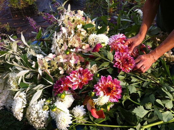 Dahlia Harvest