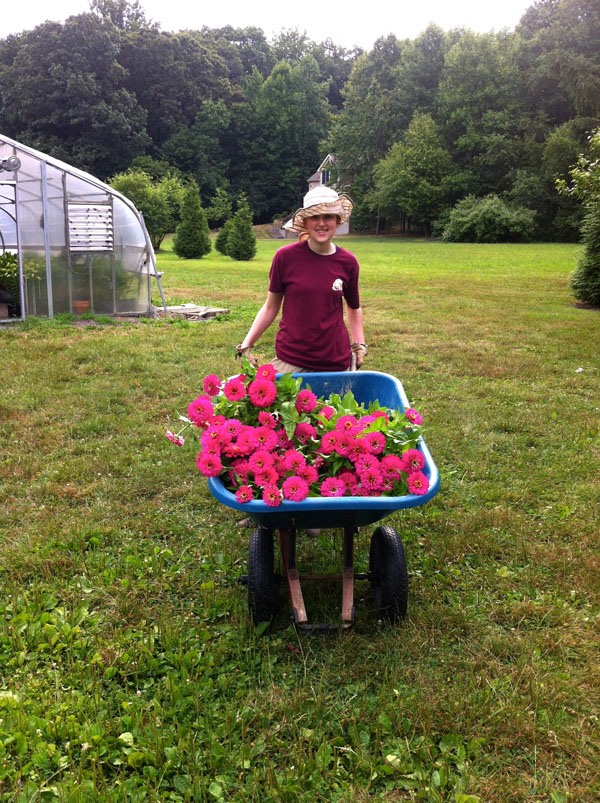 harvesting zinnias