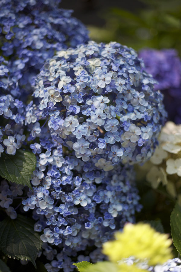 Popcorn Hydrangeas