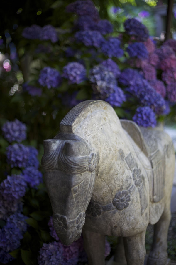 One of Jerry's beautiful art pieces from China, lovely amongst the hydrangeas.