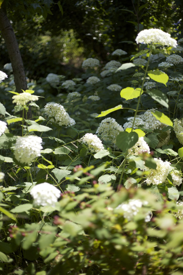 Green Valley Growers Hydrangea