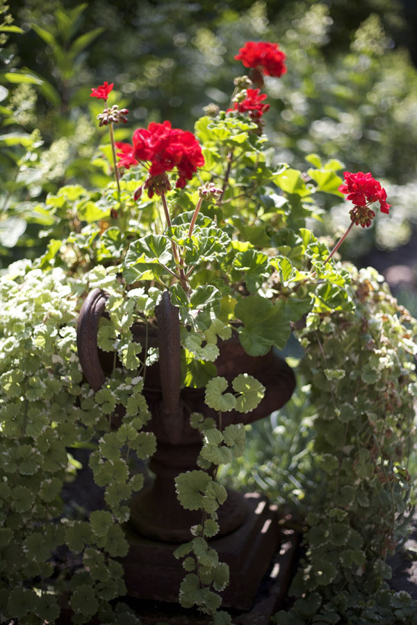 Red Geraniums placed in urns alongside the Oak Leaf Hydrangeas added a nice contrast to the garden.
