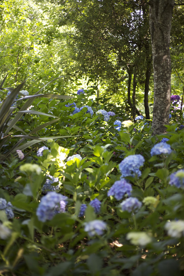 Even though it was about 100 degrees this day, standing under the trees and amongst the hydrangeas was quite refreshing.