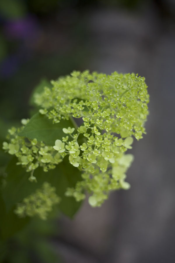 Green Valley Growers Hydrangea