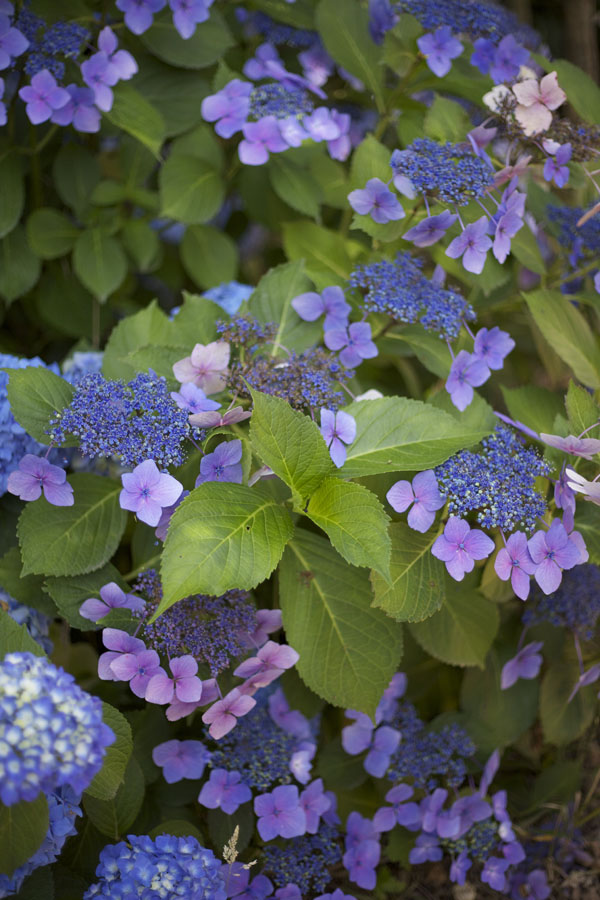 Sebastopol California Hydrangea Grower