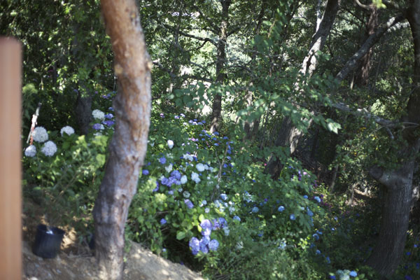 Hydrangeas growing under the grove of trees.