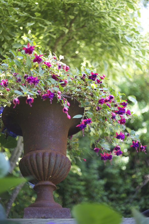 Fuchsias