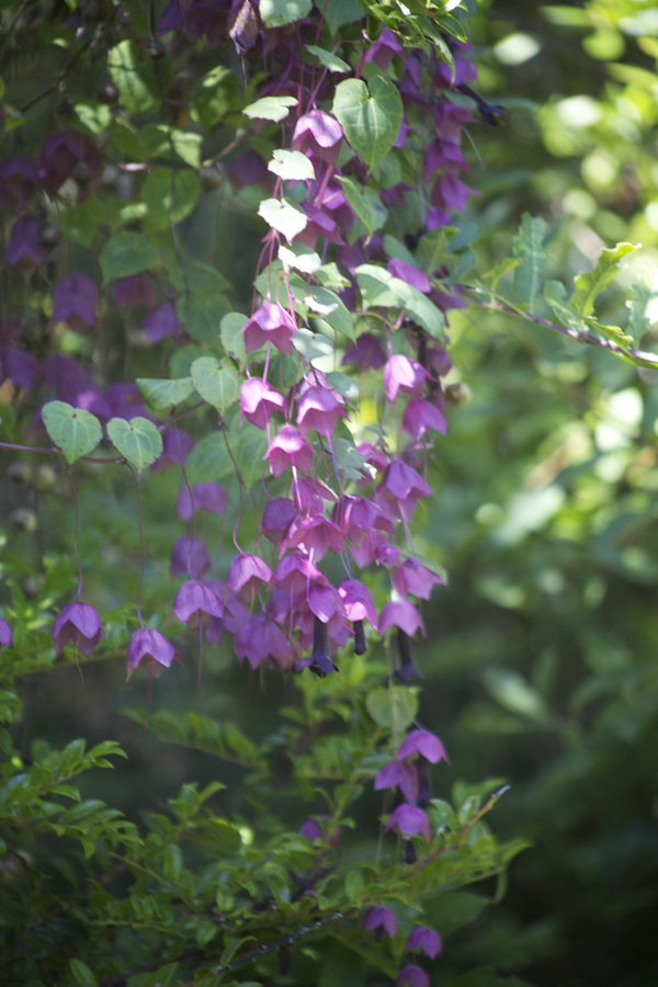 Purple bell vine