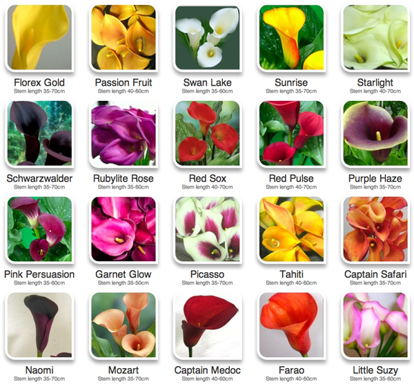 Color Guide To Calla Lilies Flirty Fleurs The Florist Blog 