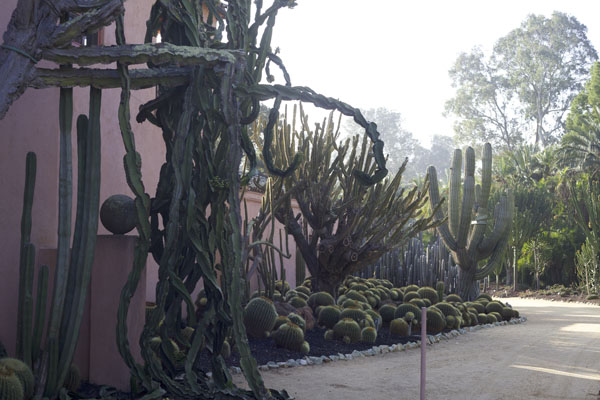 cactus garden at Lotusland