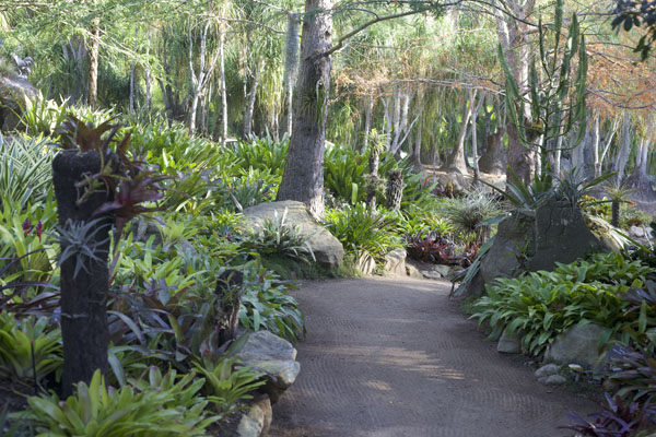 Lotusland Bromeliads gardens