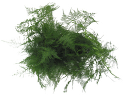 Asparagus Plumosa