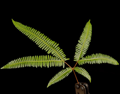 Broadleaf Umbrella fern