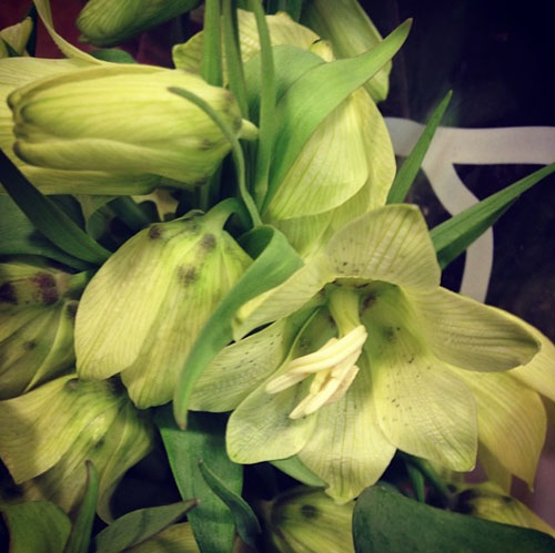 Dutch Flower Line - green Fritillaria