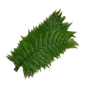 Feather Fern