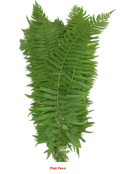 Flat Fern