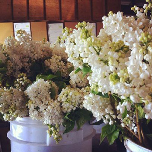 Florabundance Wholesale - White Lilacs