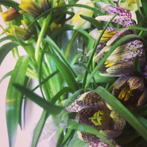 Florabundance Wholesale - Fritillaria