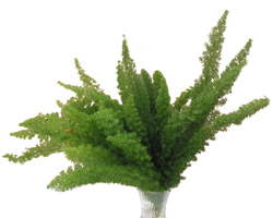 Foxtail Fern - Asparagus Meyer