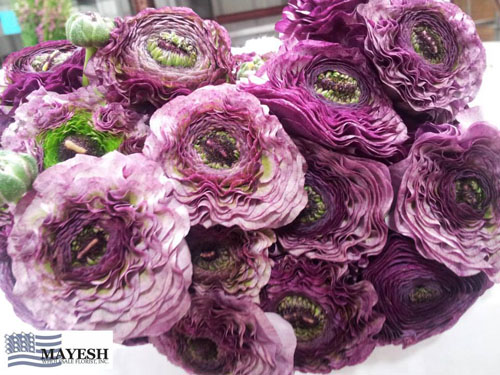 Mayesh Wholesale Dutch Pom Pom Ranunculus