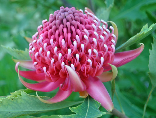 Resendiz Brothers - Flower is called Waratah Protea