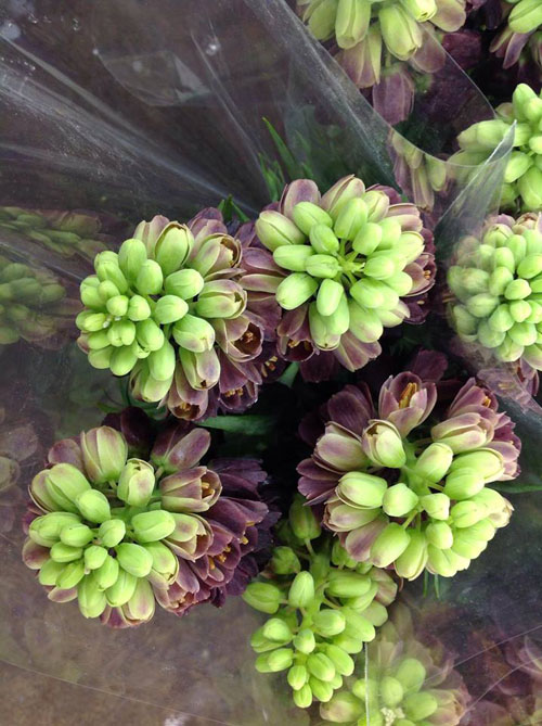 Brannan Street Flower Wholesale - Burgundy Fritillaria