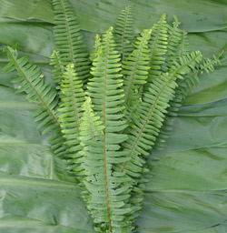 Sword Fern