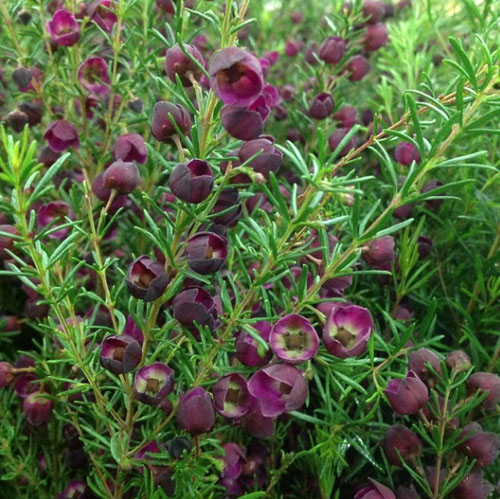 San Francisco's Torchio Wholesale Flowers - burgundy boronia