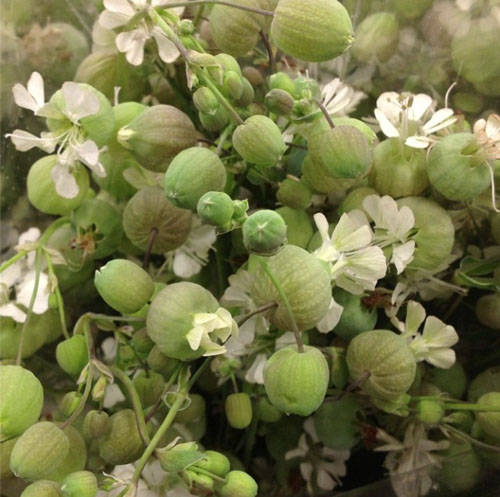 San Francisco's Torchio Wholesale Flowers - Flower is called Silene