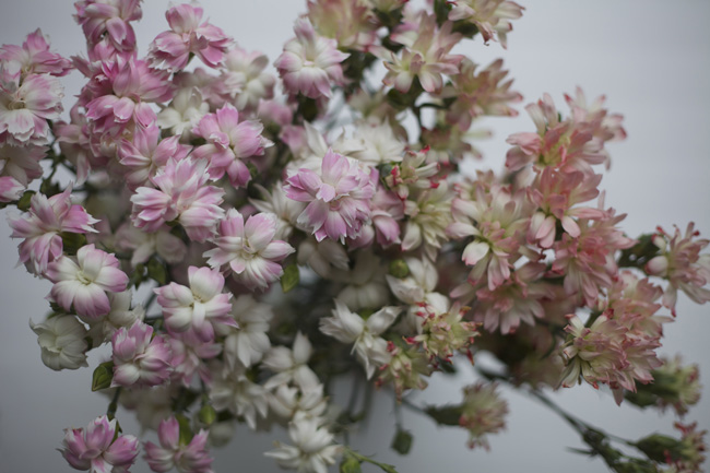 Spray Carnations