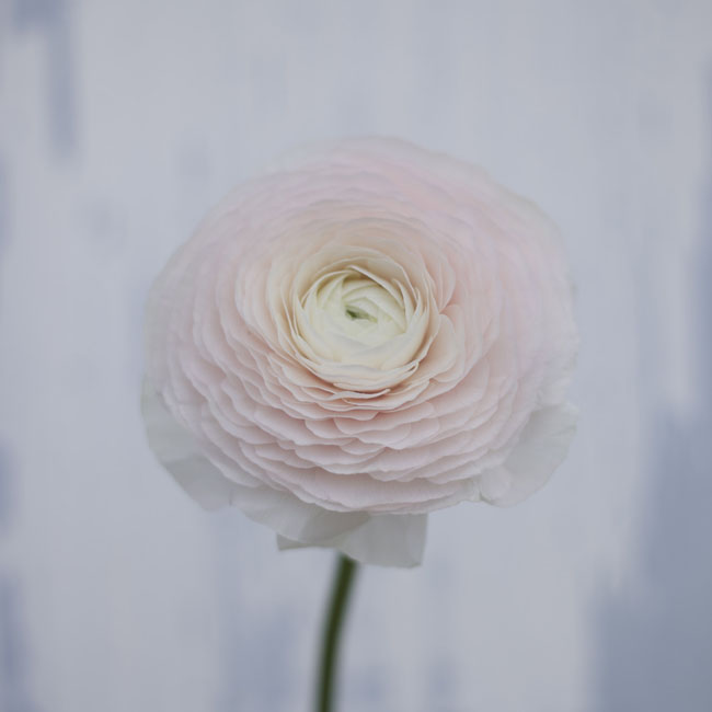 Florabundance Design Days 2016 - Blush ranunculus