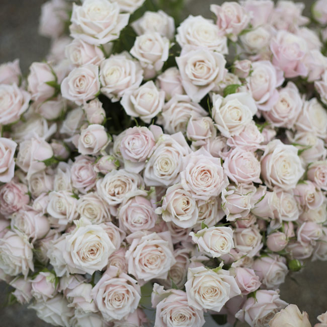 Florabundance Design Days 2016 - blush spray roses